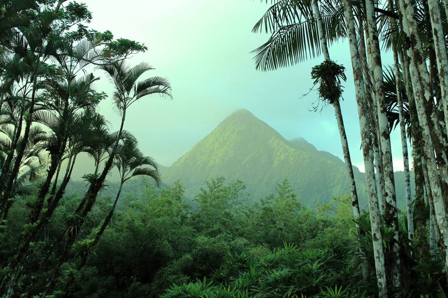 Forêt tropicale Martinique